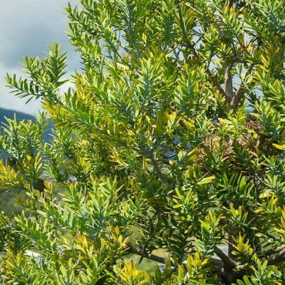 Kauri Tree